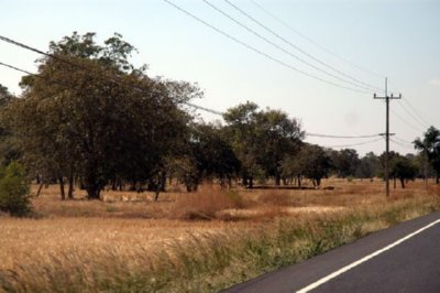 campo (25)  LEADOR BOSQUE